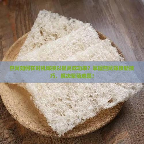 燕窝如何在时机嫁接以提高成功率？掌握燕窝嫁接新技巧，解决繁殖难题！