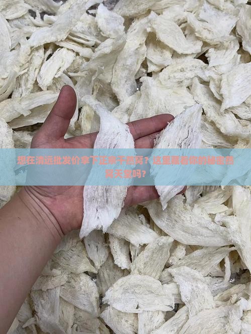 想在清远批发价拿下正宗干燕窝？这里藏着你的秘密燕窝天堂吗？