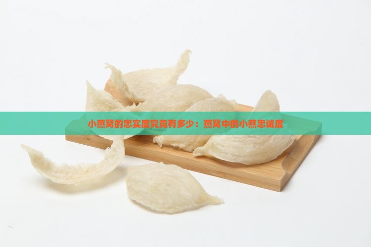 小燕窝的忠实度究竟有多少：燕窝中的小燕忠诚度