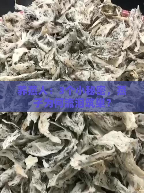 养燕人：3个小秘密，燕子为何流泪筑巢？