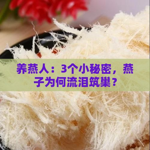 养燕人：3个小秘密，燕子为何流泪筑巢？