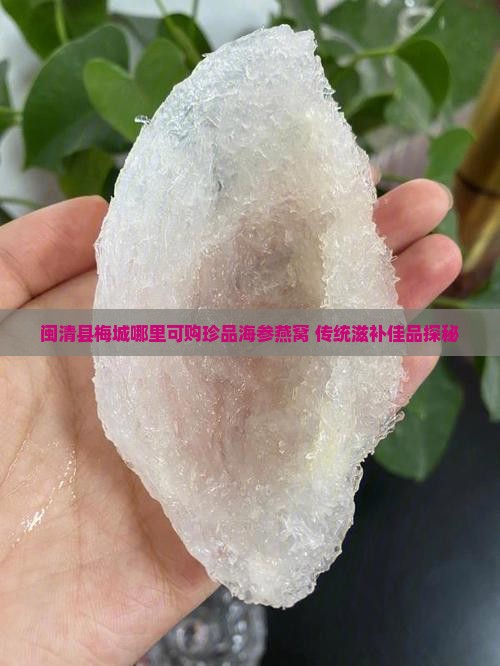 闽清县梅城哪里可购珍品海参燕窝 传统滋补佳品探秘