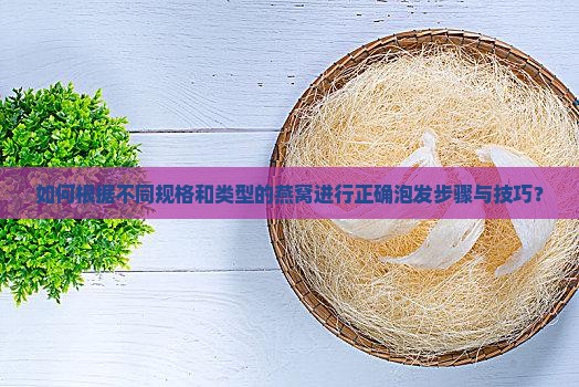 如何根据不同规格和类型的燕窝进行正确泡发步骤与技巧？