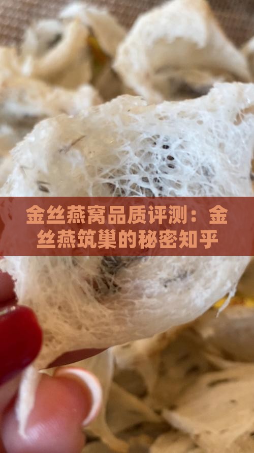 金丝燕窝品质评测：金丝燕筑巢的秘密知乎