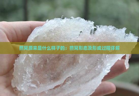 燕窝原来是什么样子的：燕窝形态及形成过程详解