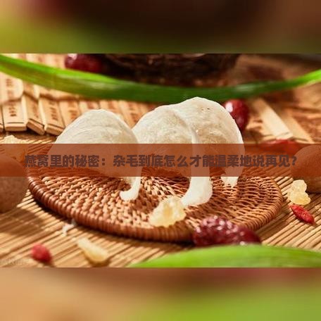 燕窝里的秘密：杂毛到底怎么才能温柔地说再见？