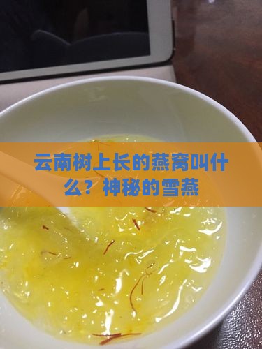 云南树上长的燕窝叫什么？神秘的雪燕
