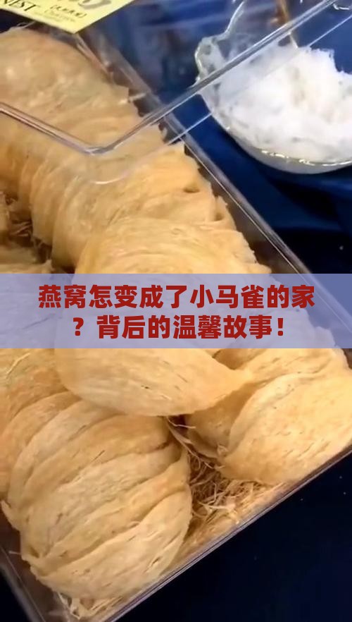 燕窝怎变成了小马雀的家？背后的温馨故事！