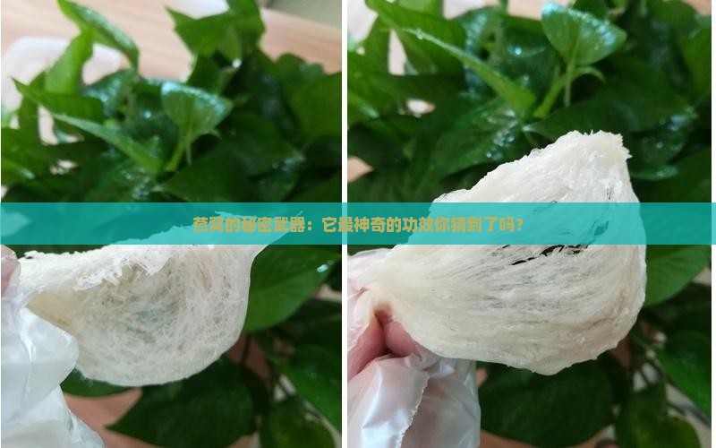 燕窝的秘密武器：它最神奇的功效你猜到了吗？
