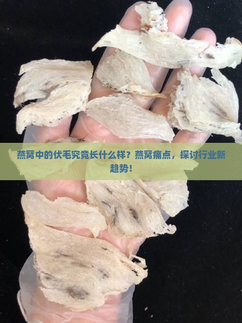 燕窝中的伏毛究竟长什么样？燕窝痛点，探讨行业新趋势！