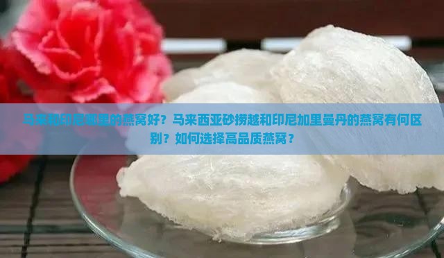 马来和印尼哪里的燕窝好？马来西亚砂捞越和印尼加里曼丹的燕窝有何区别？如何选择高品质燕窝？