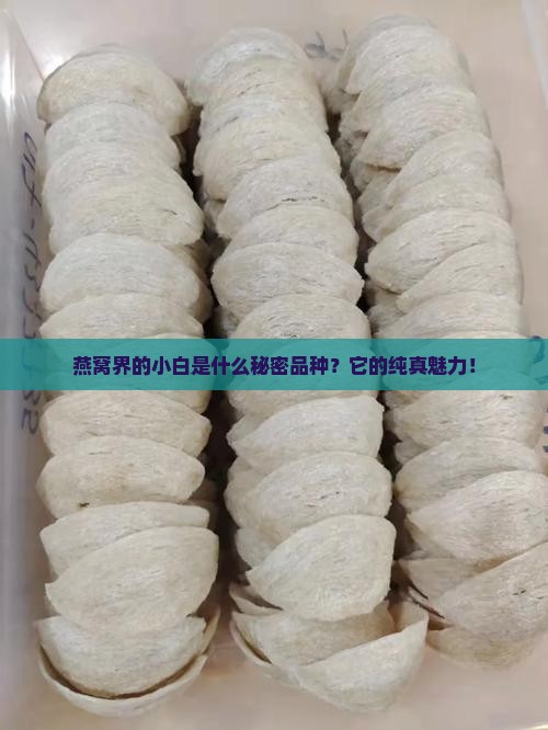 燕窝界的小白是什么秘密品种？它的纯真魅力！