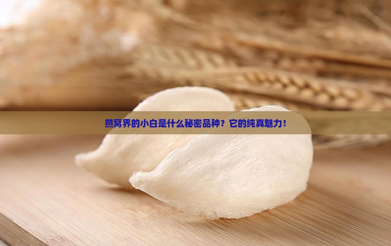 燕窝界的小白是什么秘密品种？它的纯真魅力！
