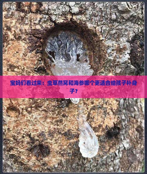 宝妈们看过来：虫草燕窝和海参哪个更适合给孩子补身子？