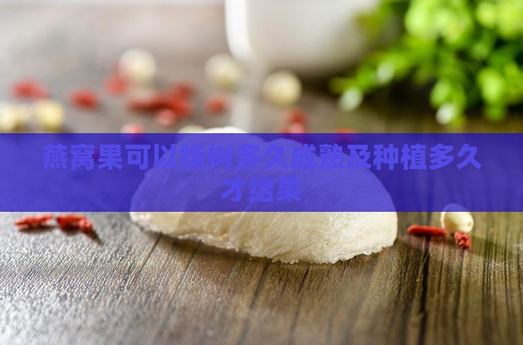 燕窝果可以挂树多久成熟及种植多久才结果