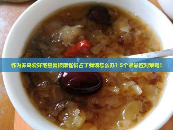 作为养鸟爱好宅燕窝被麻雀侵占了我该怎么办？5个紧急应对策略！