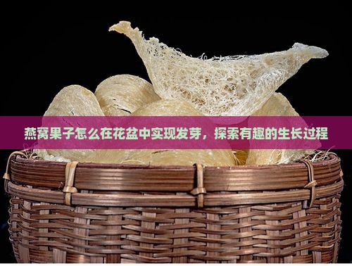 燕窝果子怎么在花盆中实现发芽，探索有趣的生长过程