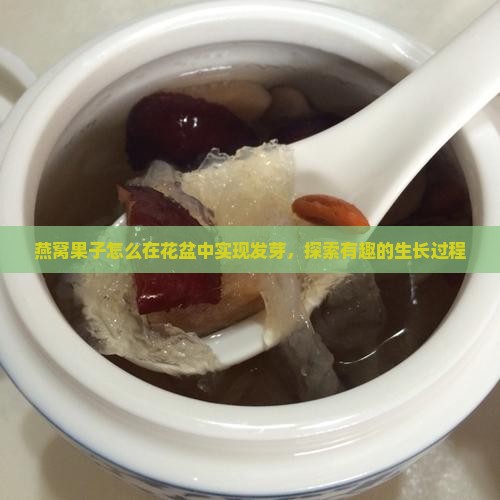 燕窝果子怎么在花盆中实现发芽，探索有趣的生长过程