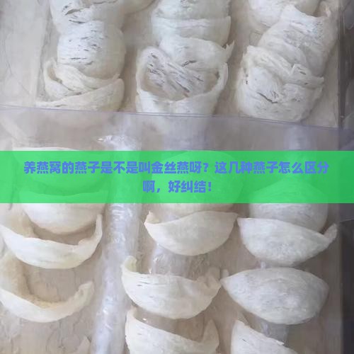 养燕窝的燕子叫什么来着