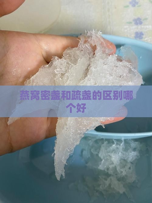 燕窝疏展跟密展哪个好