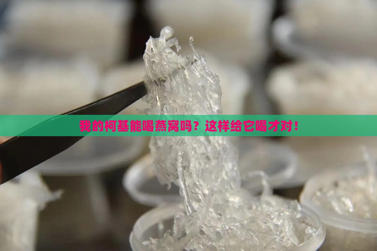 柯基可以喝燕窝吗怎么喝 柯基可以喝燕窝吗怎么喝