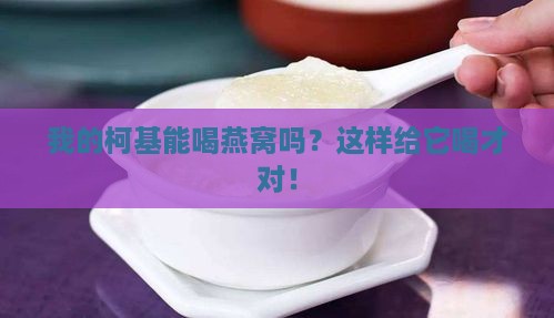 柯基可以喝燕窝吗怎么喝 柯基可以喝燕窝吗怎么喝