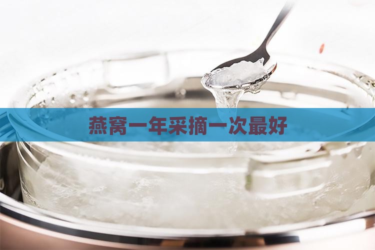 多久采摘一次燕窝最好呢