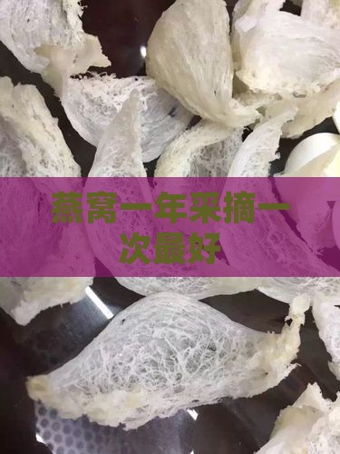 多久采摘一次燕窝最好呢