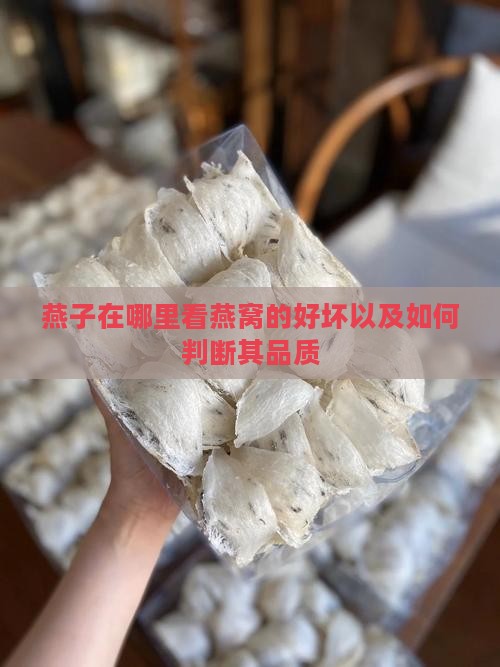 燕子在哪里看燕窝的好坏