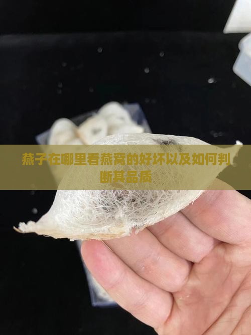 燕子在哪里看燕窝的好坏