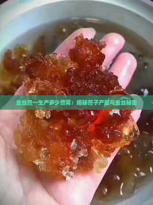一只金丝燕产多少燕窝啊