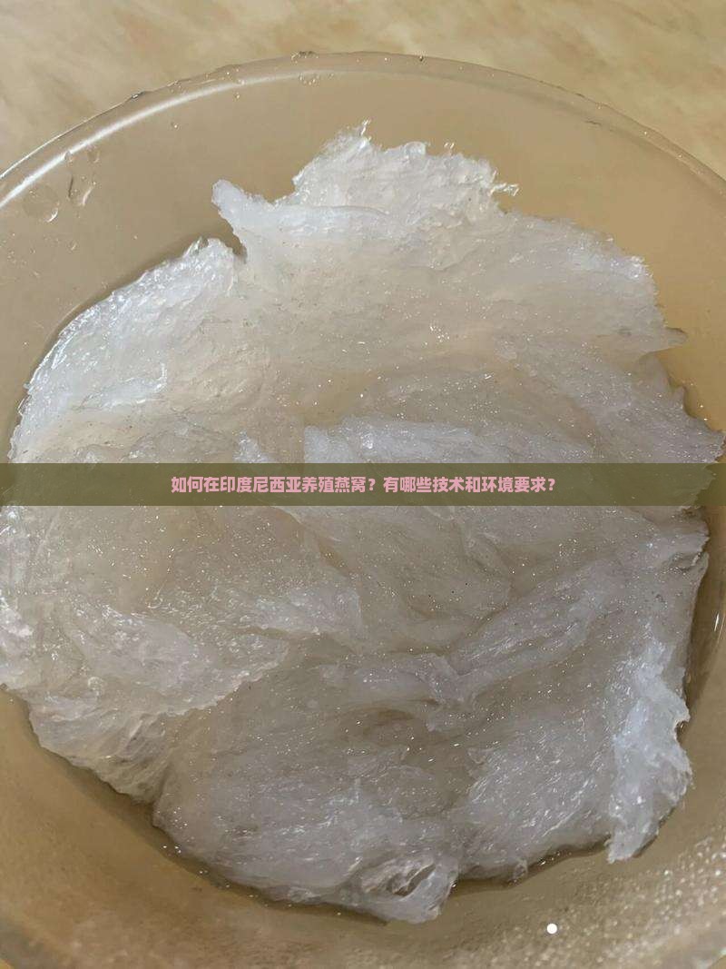 印度尼西亚怎么养燕窝