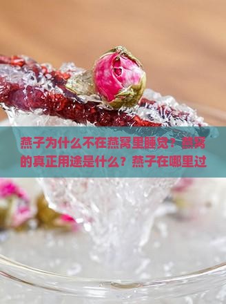燕子为什么不在燕窝里睡