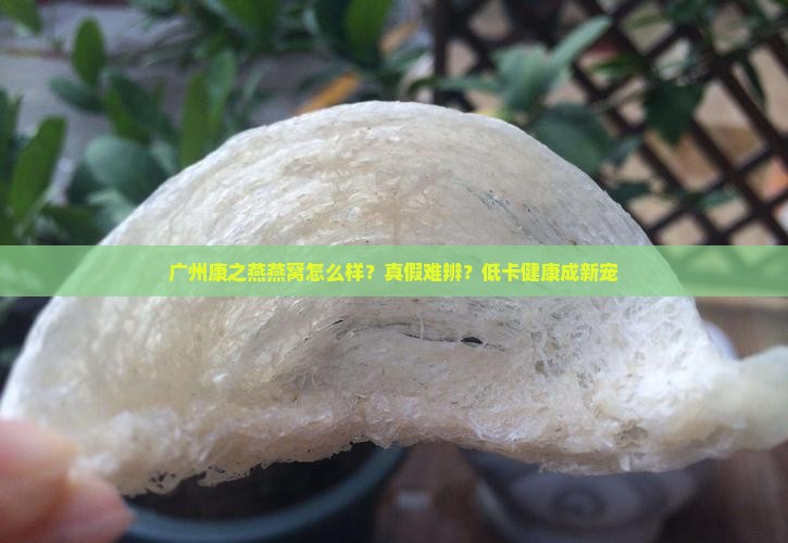 广州康之燕燕窝怎么样