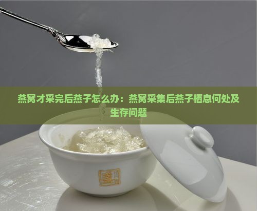 燕窝才采完后燕子怎么办