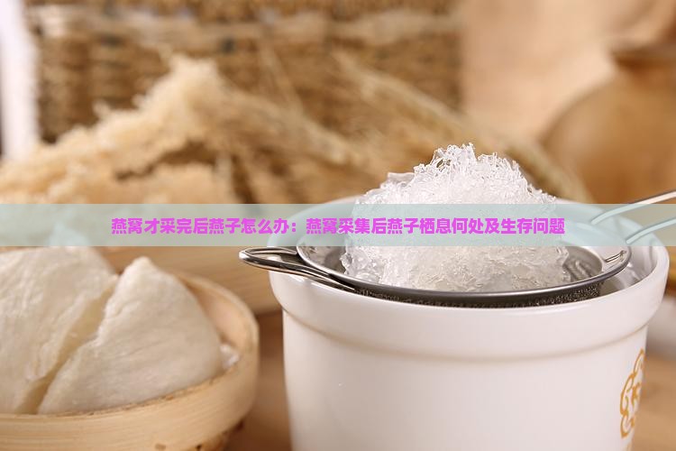 燕窝才采完后燕子怎么办