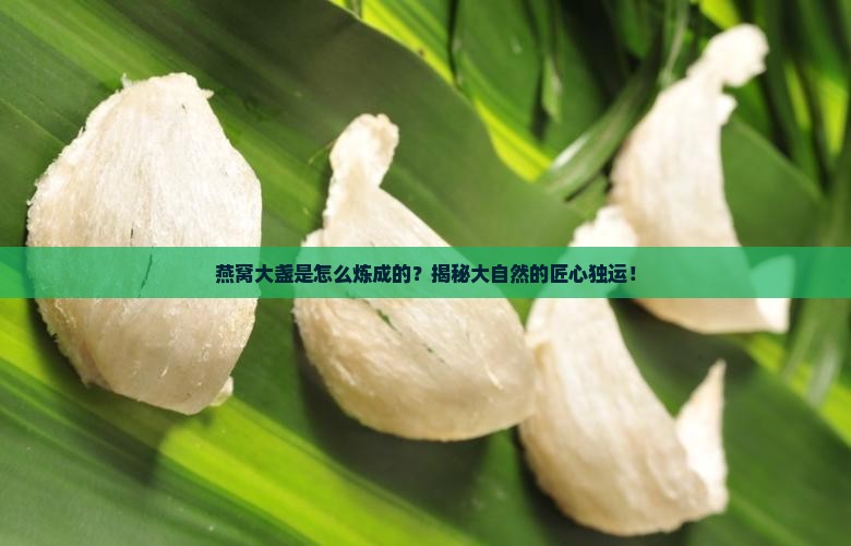 天然的燕窝大盏怎么来的