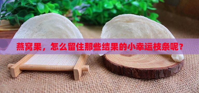 燕窝果如何留结果枝条呢