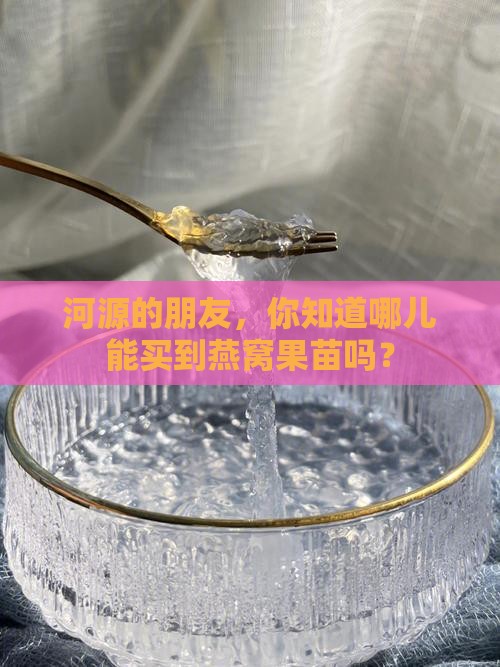 河源哪里有卖燕窝果苗