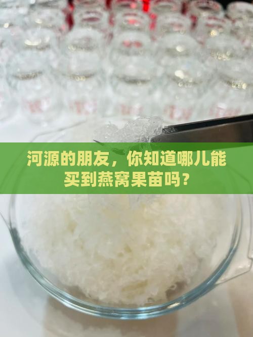 河源哪里有卖燕窝果苗