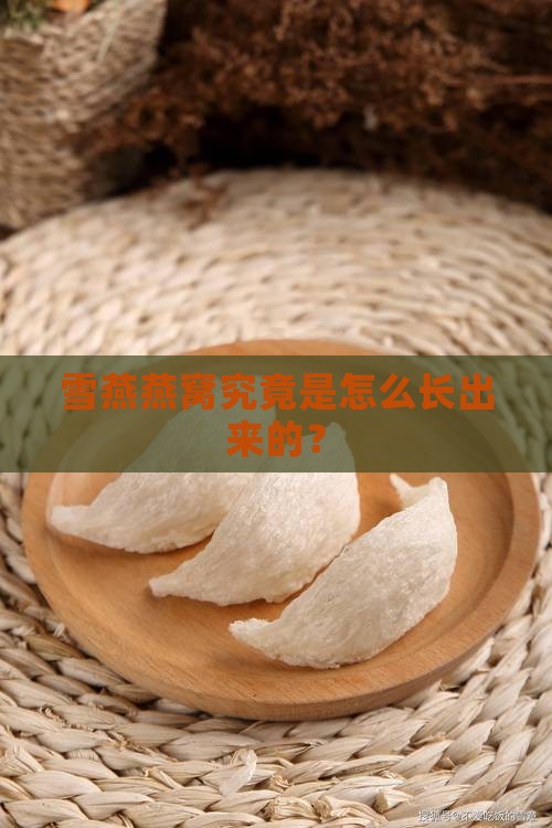雪燕燕窝是怎么产生的呢
