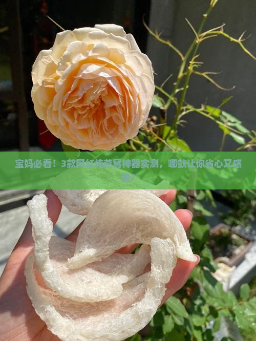 怎么炖燕窝神器推荐品牌