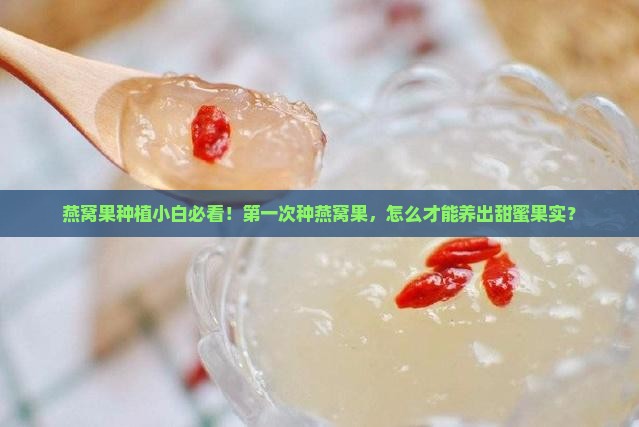 新手种植燕窝果怎么种