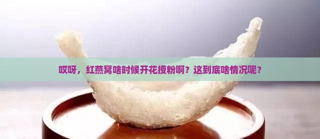 红燕窝什么时候授粉的