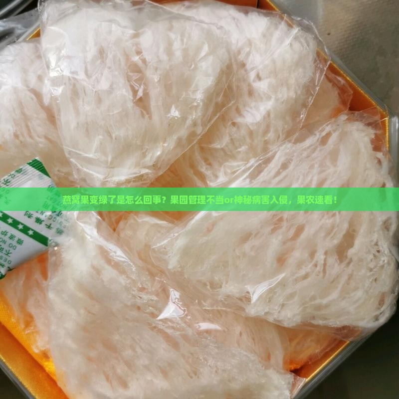 燕窝果变绿了是怎么回事