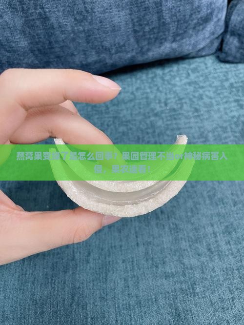 燕窝果变绿了是怎么回事