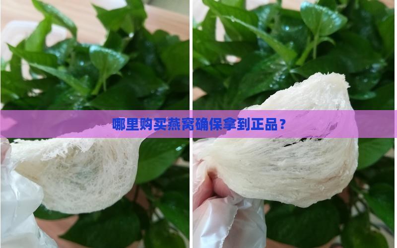 真干燕窝在哪里买到正品