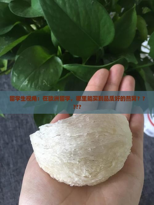 欧洲哪里买燕窝好些呢