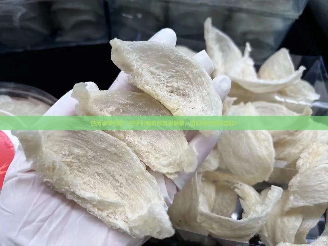 燕窝什么时候收获最快