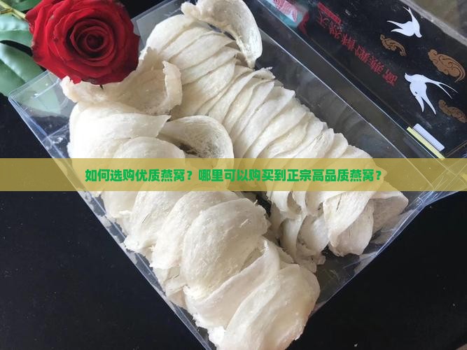 燕窝去哪里买到最好的呢